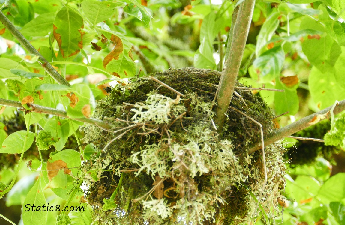 Nest up in a tree