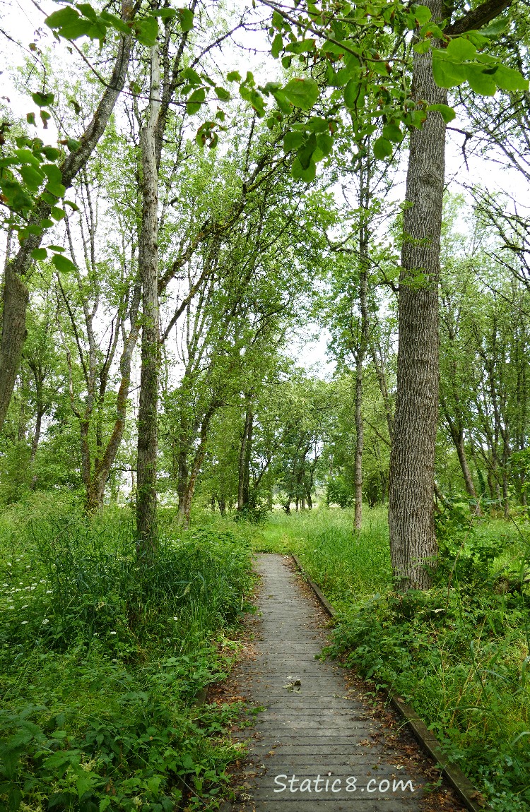 Path thru a forest