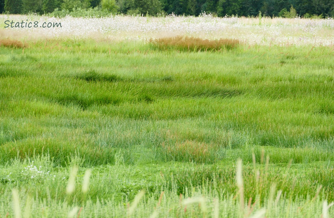 Grasses at the prairie
