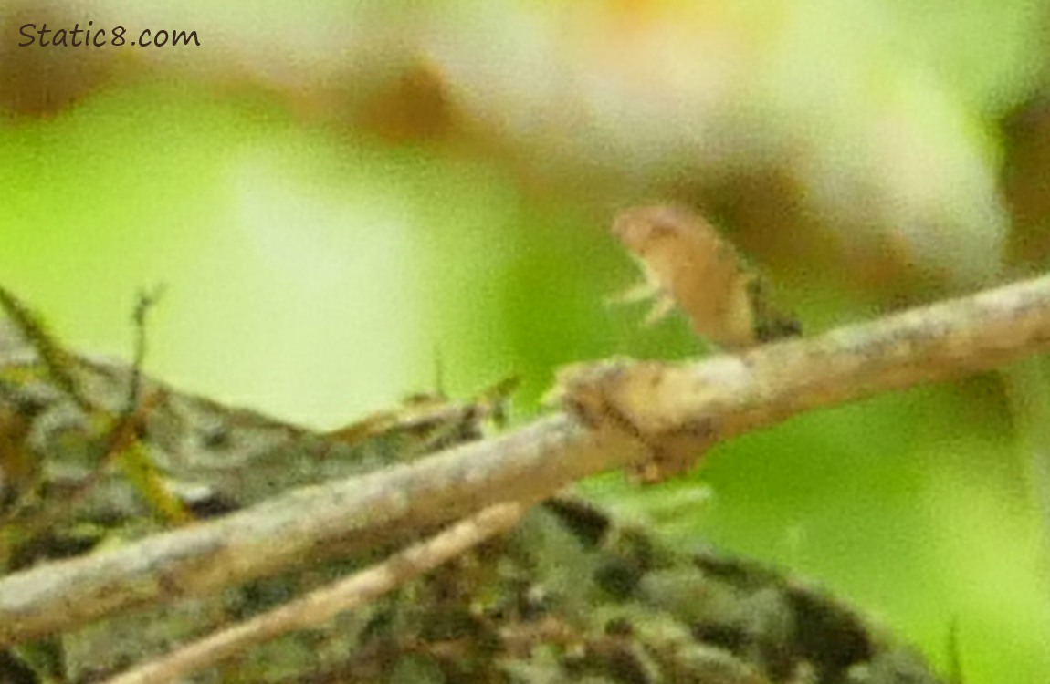 a tiny creature on a twig next to the nest
