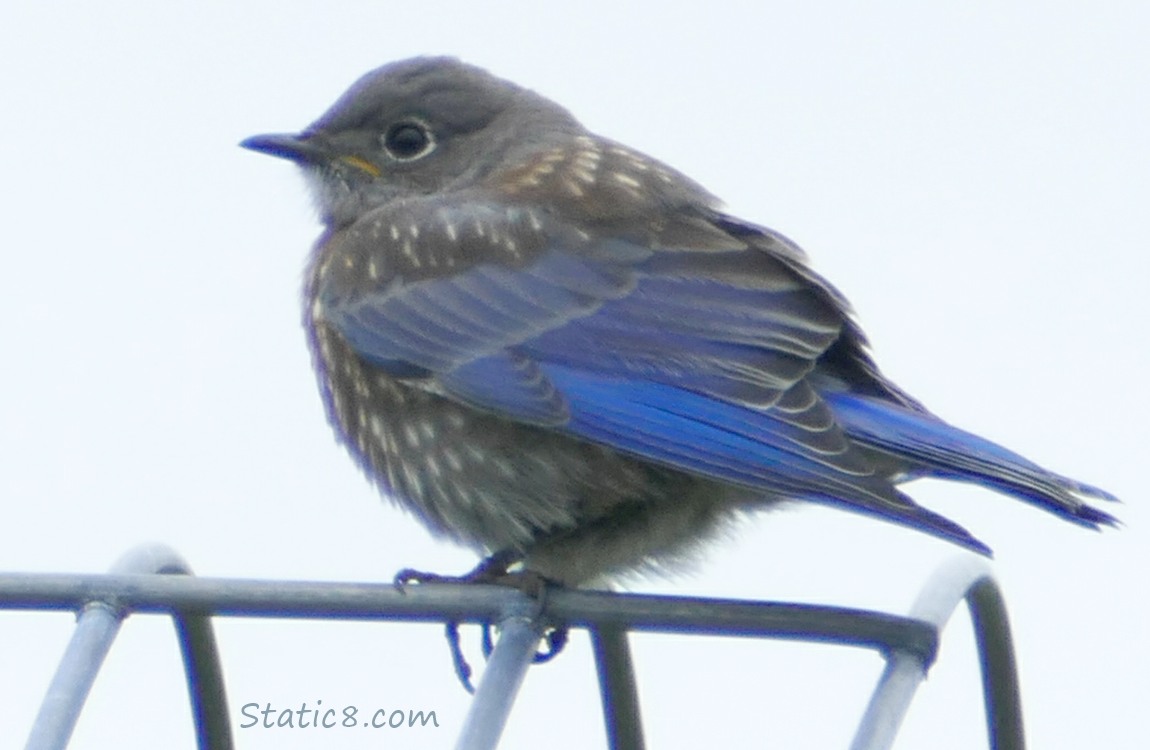 Bluebird fledgling standing on a trellis