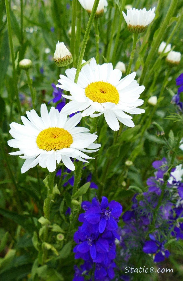 Daisies in the grass with some blue flowers