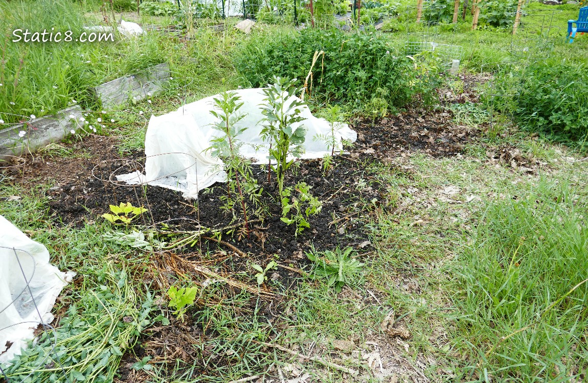Garden plot