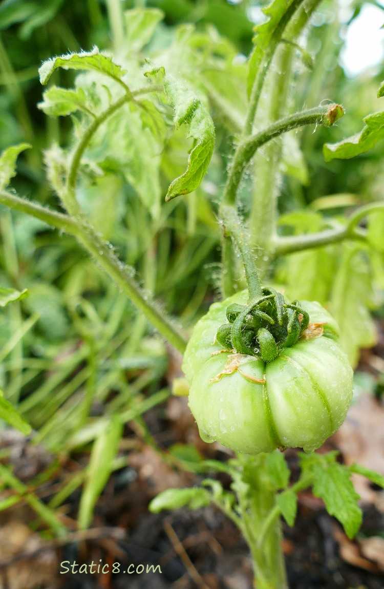 A green tomato on a plant
