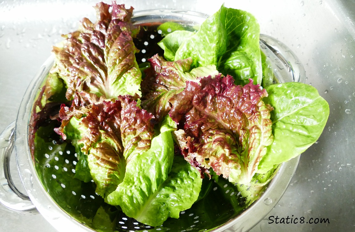 Green and purple lettuce leaves in a collander