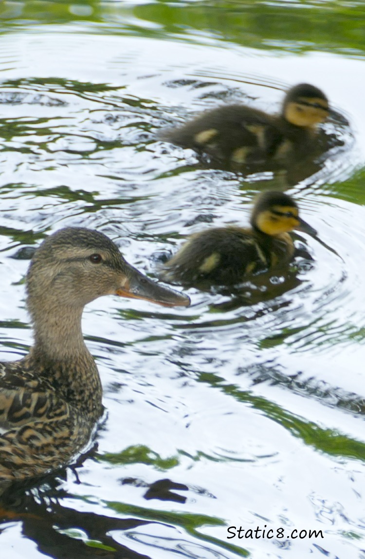 Mallard Mama with two ducklings in the water