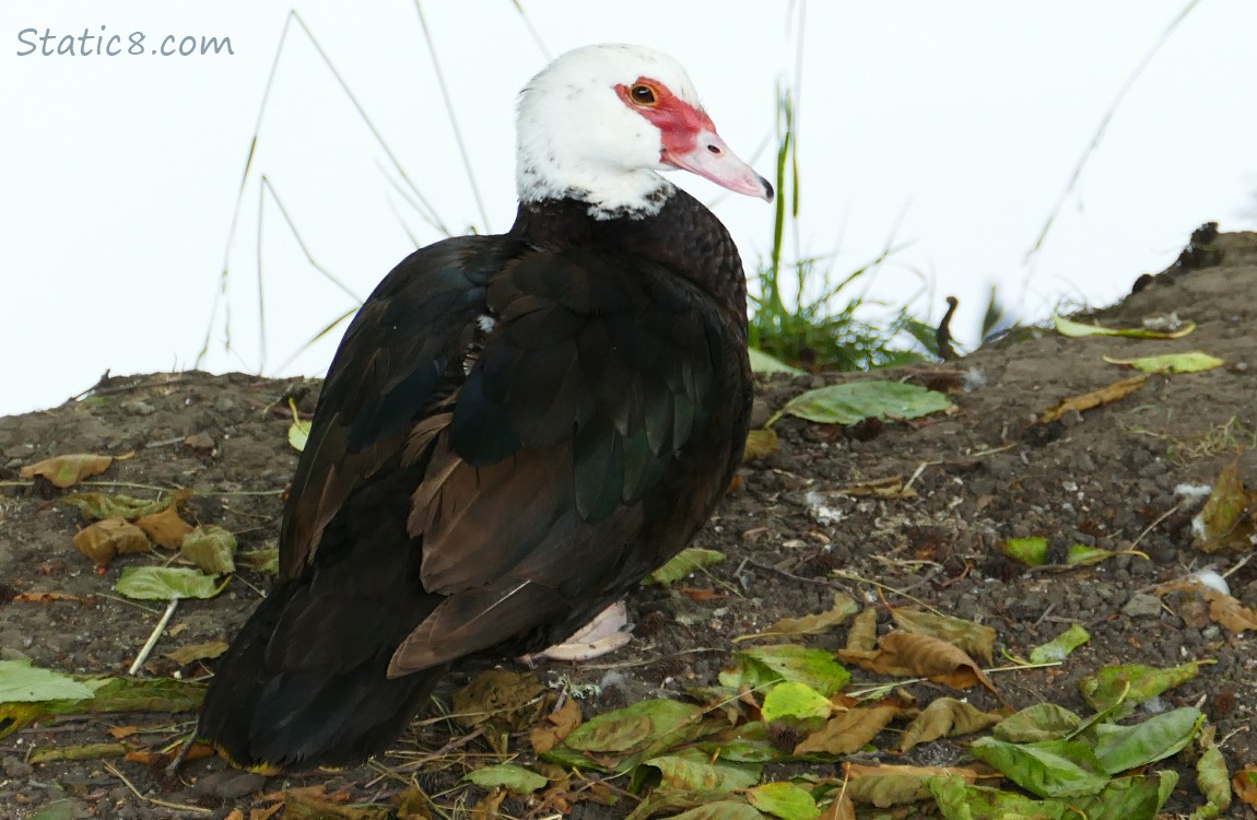 Muscovy duck standing on the ground