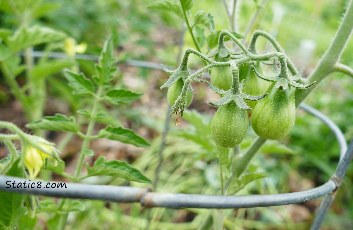 Small, green pear shaped tomatoes on the plant