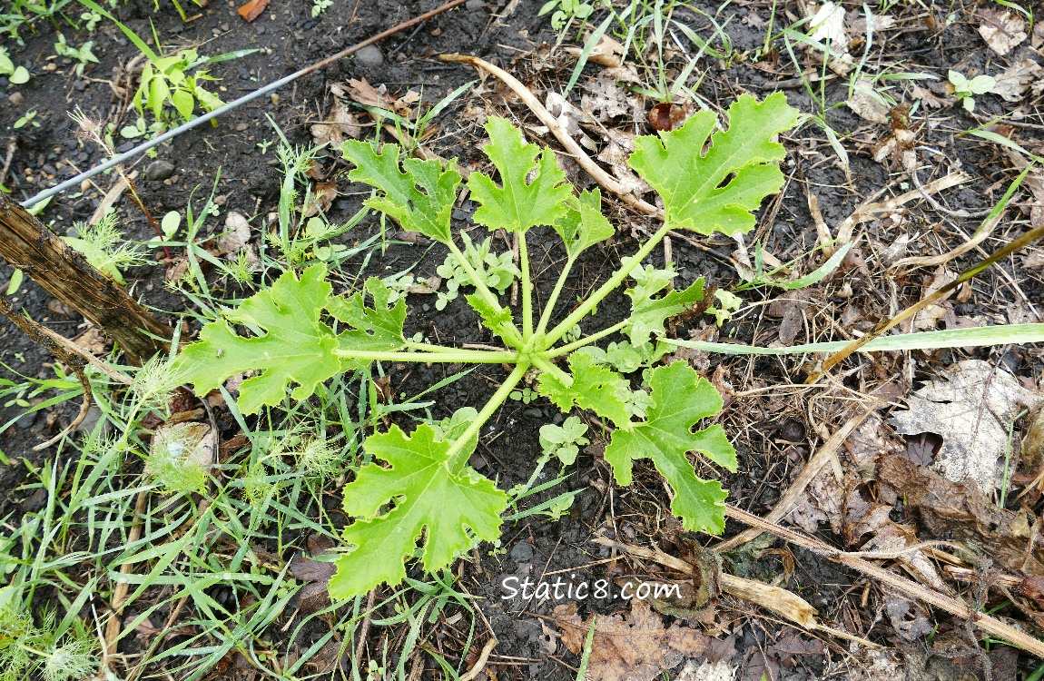 Zucchini plant in the ground