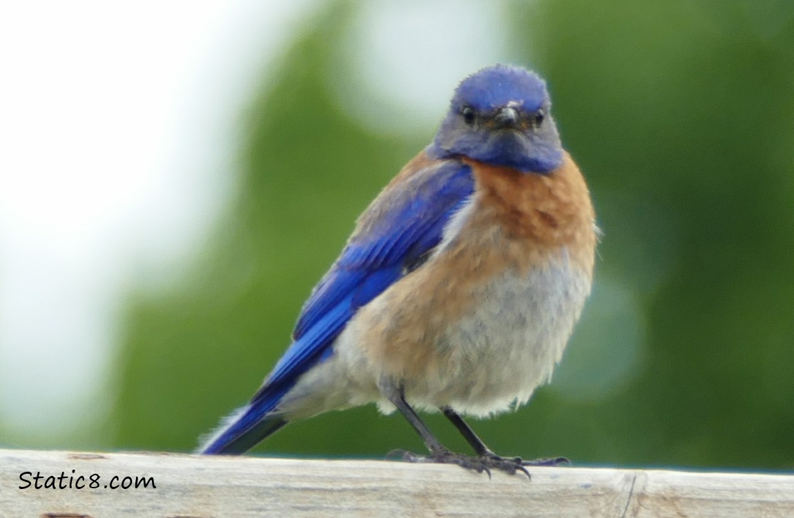 Western Bluebird standing on the fence