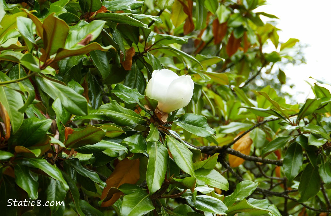 Magnolia bloom surrounded by the leaves of the tree