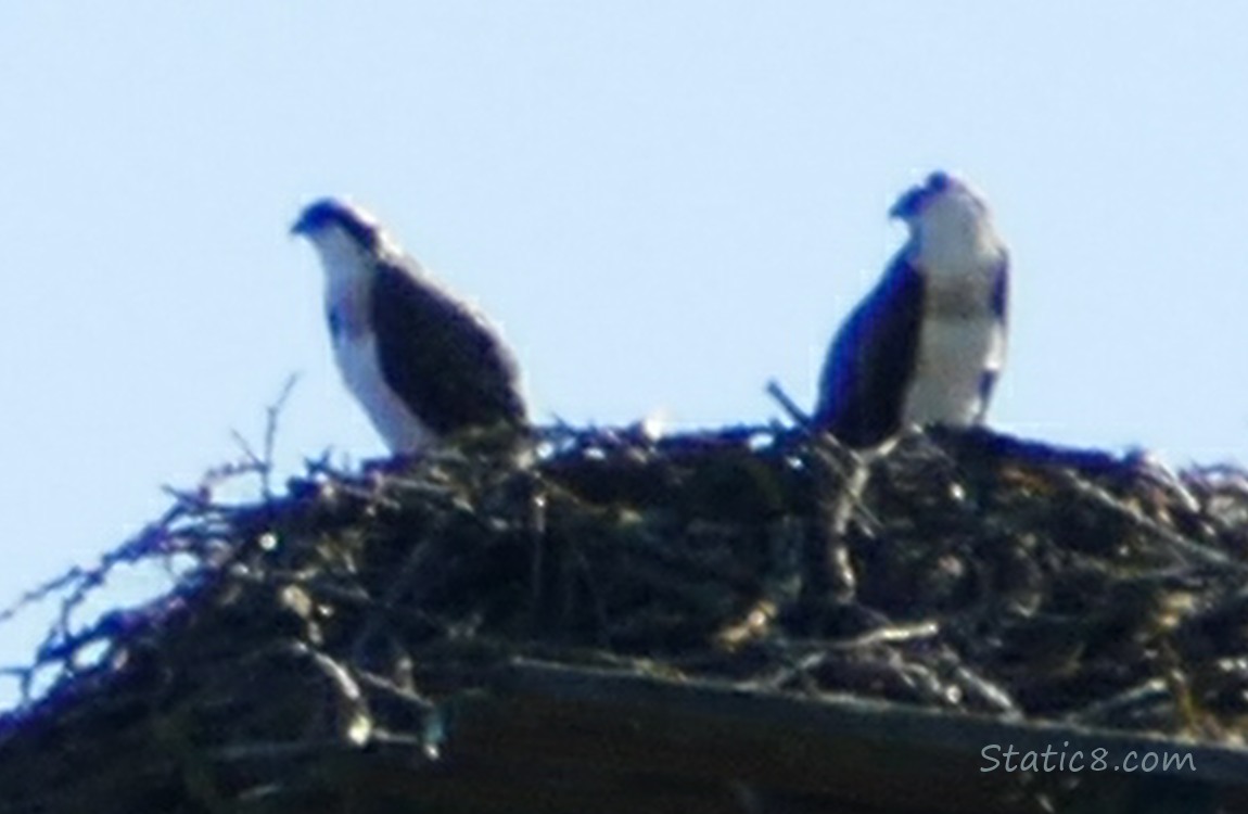 Two Juvenile Ospreys standing in the nest