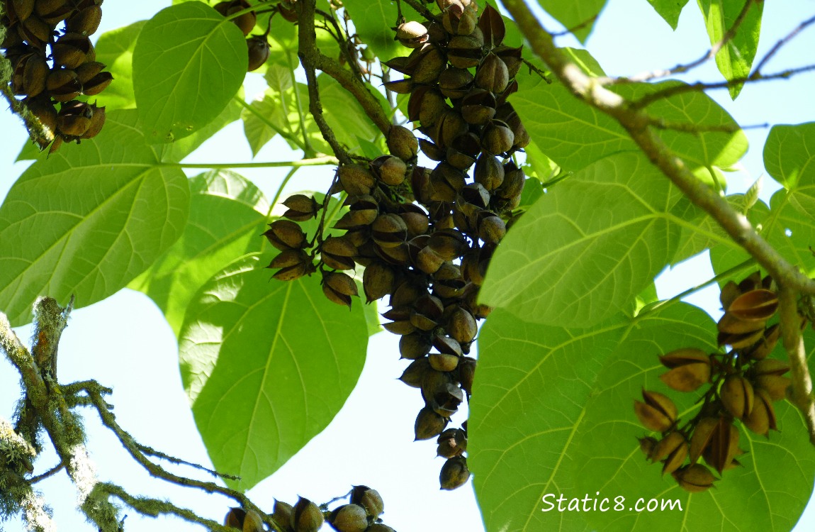 Looking up at leaves and brown pods, many open