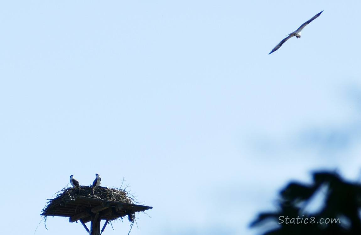 Nest and an Osprey flying nearby