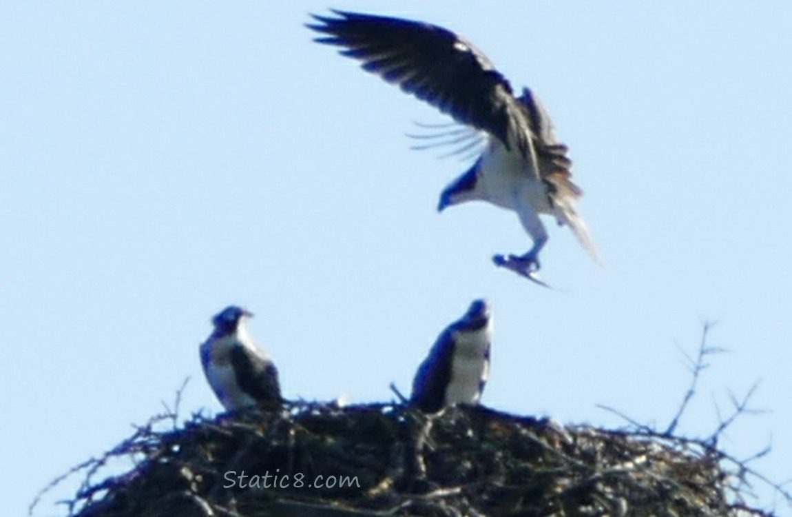 Osprey landing in the nest with a fish in her talons