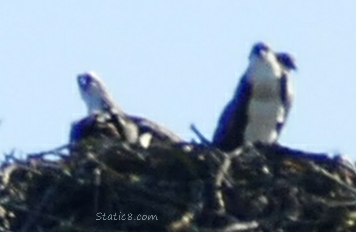Third Osprey protects her meal from the other two