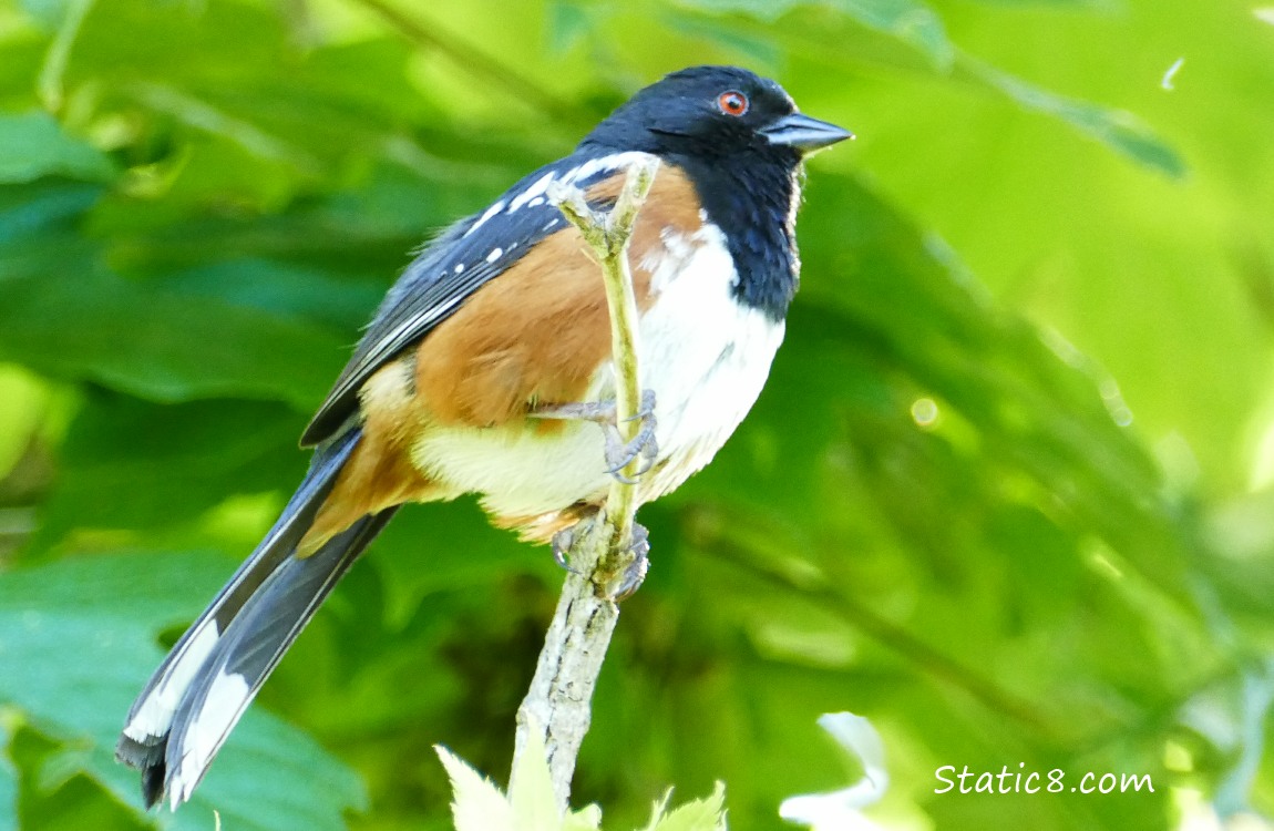 Towhee standing on a twig