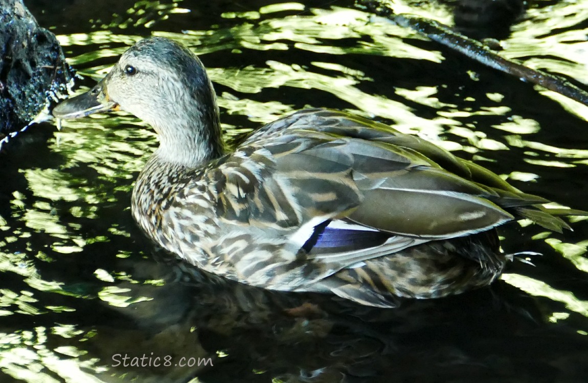 Female Mallard with no tail feathers, in the water