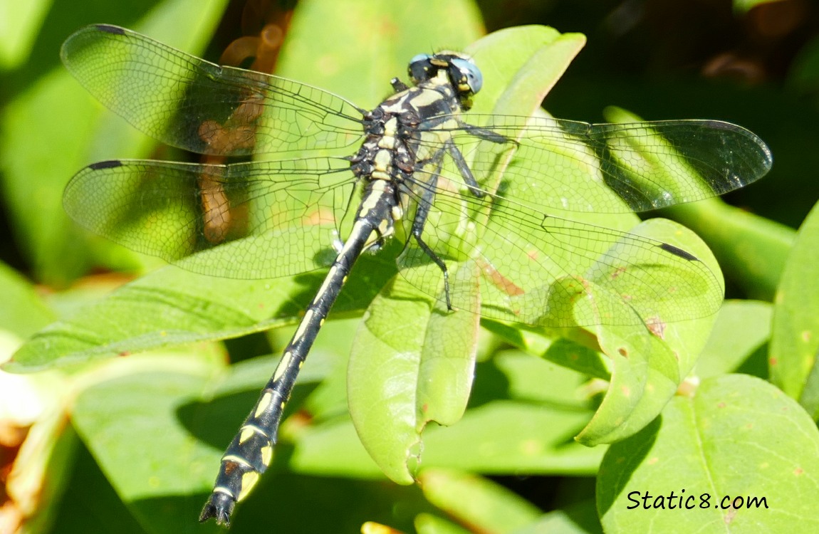 Pacific Clubtail dragonfly standing on green leaves