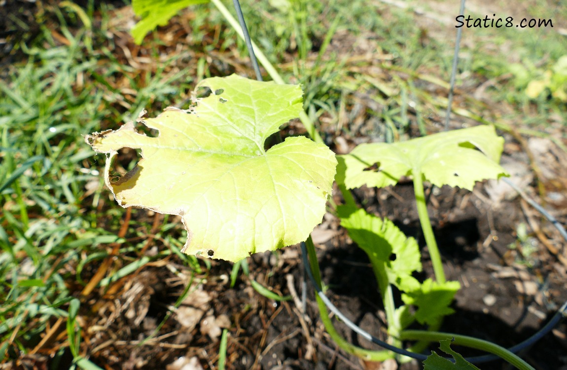Zucchini plant with slug munched leaves