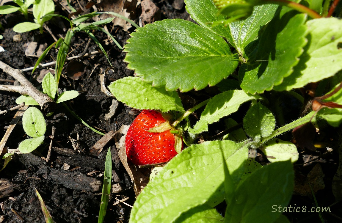 Ripe Strawberry hanging from the plant