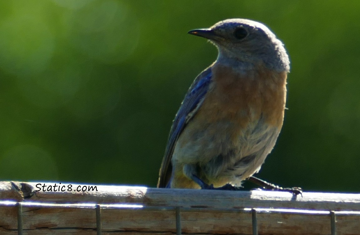 Female Western Bluebird standing on the fence