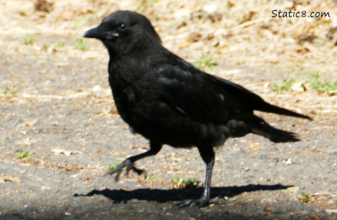 Crow Fledgling, walking on the ground