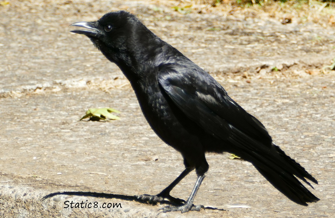Crow cawing, standing on the ground