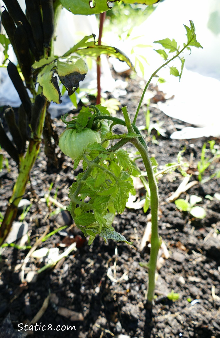 Tomato Plant with a small tomato growing on it
