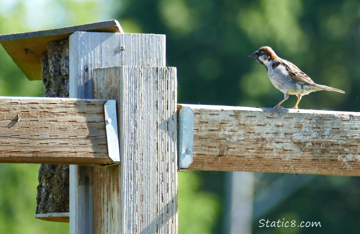 House Sparrow standing on the fence looking at a nest box with a tilted roof