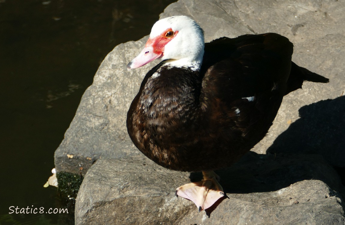 Muscovy duck standing on a rock
