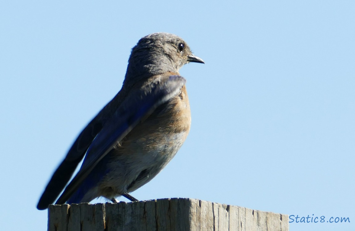 Female Western Bluebird standing on a post