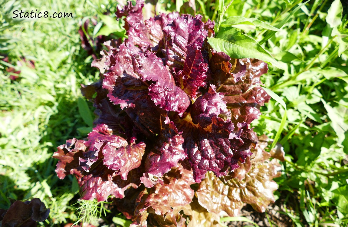 Purple lettuce in the weeds