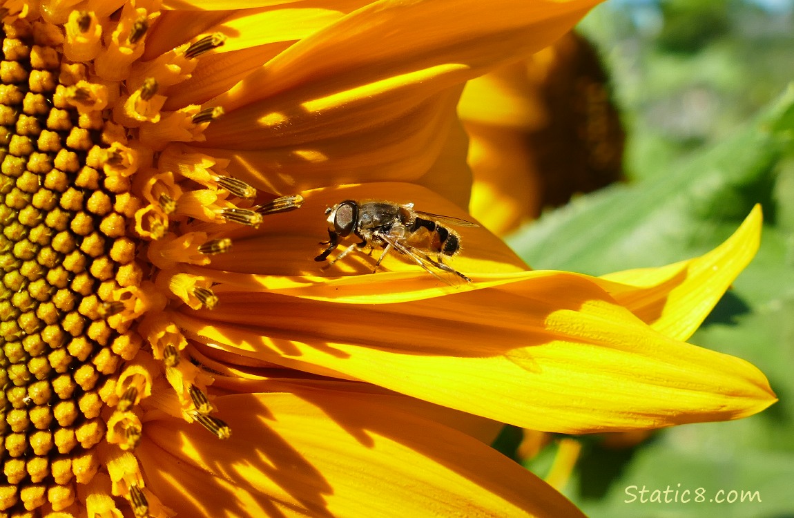 Fly on a sunflower petal