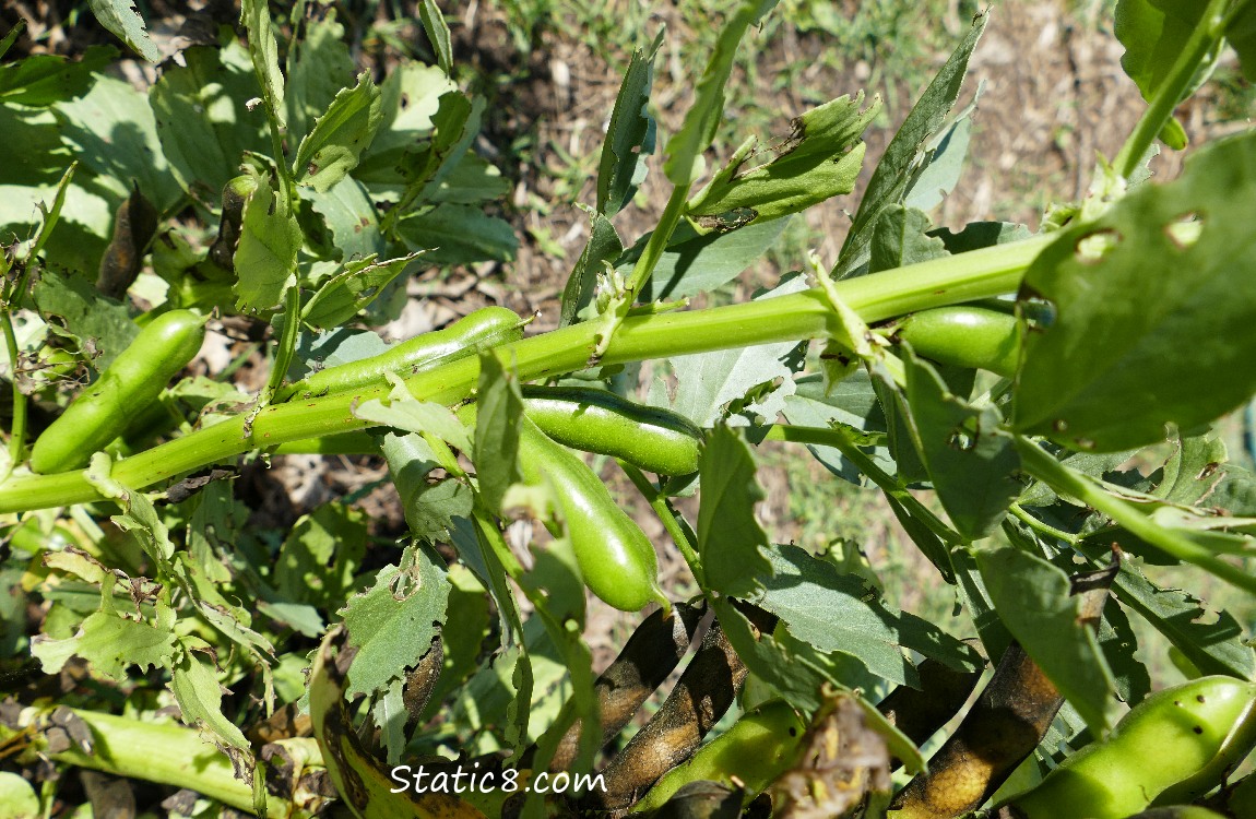 Fava plant with green pods on it