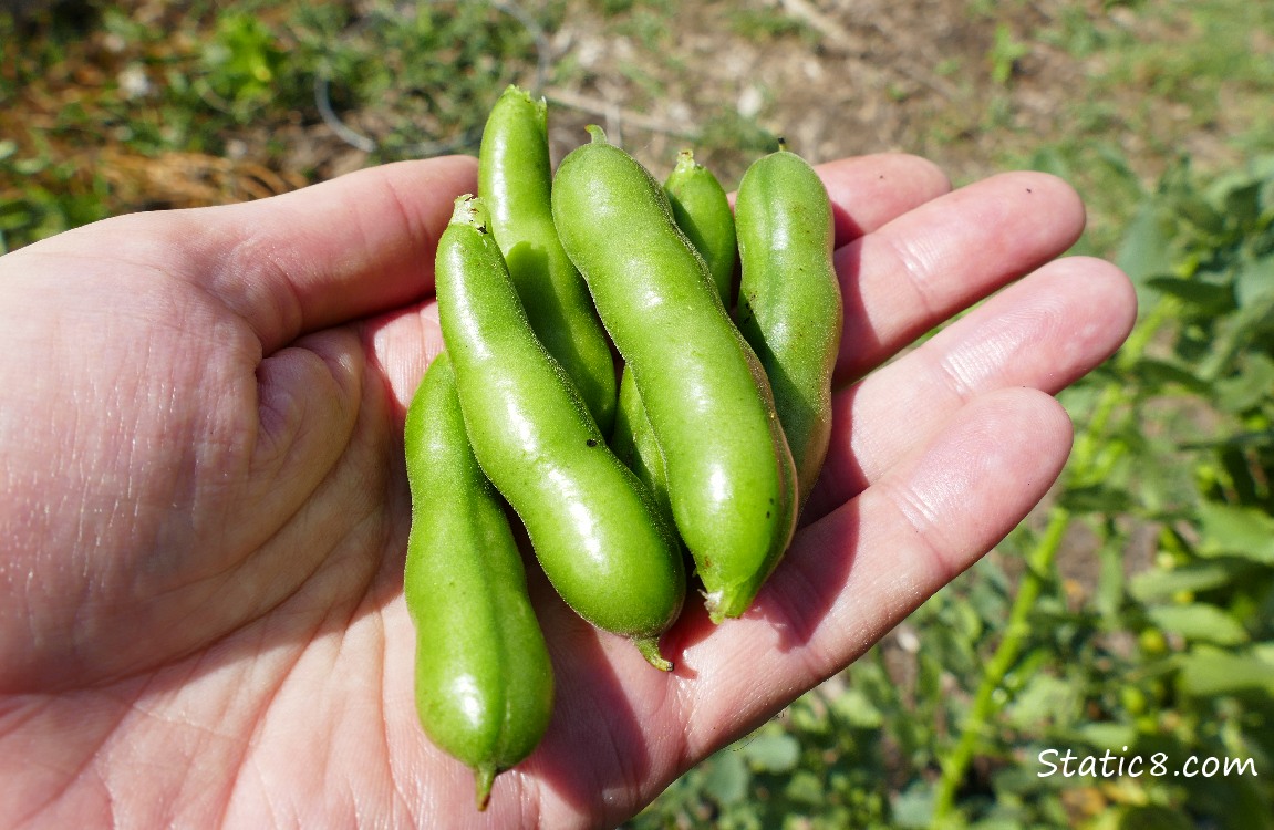 green Fava pods held in hand