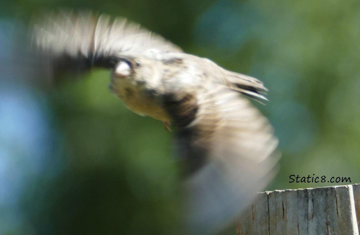 House Sparrow flies from post