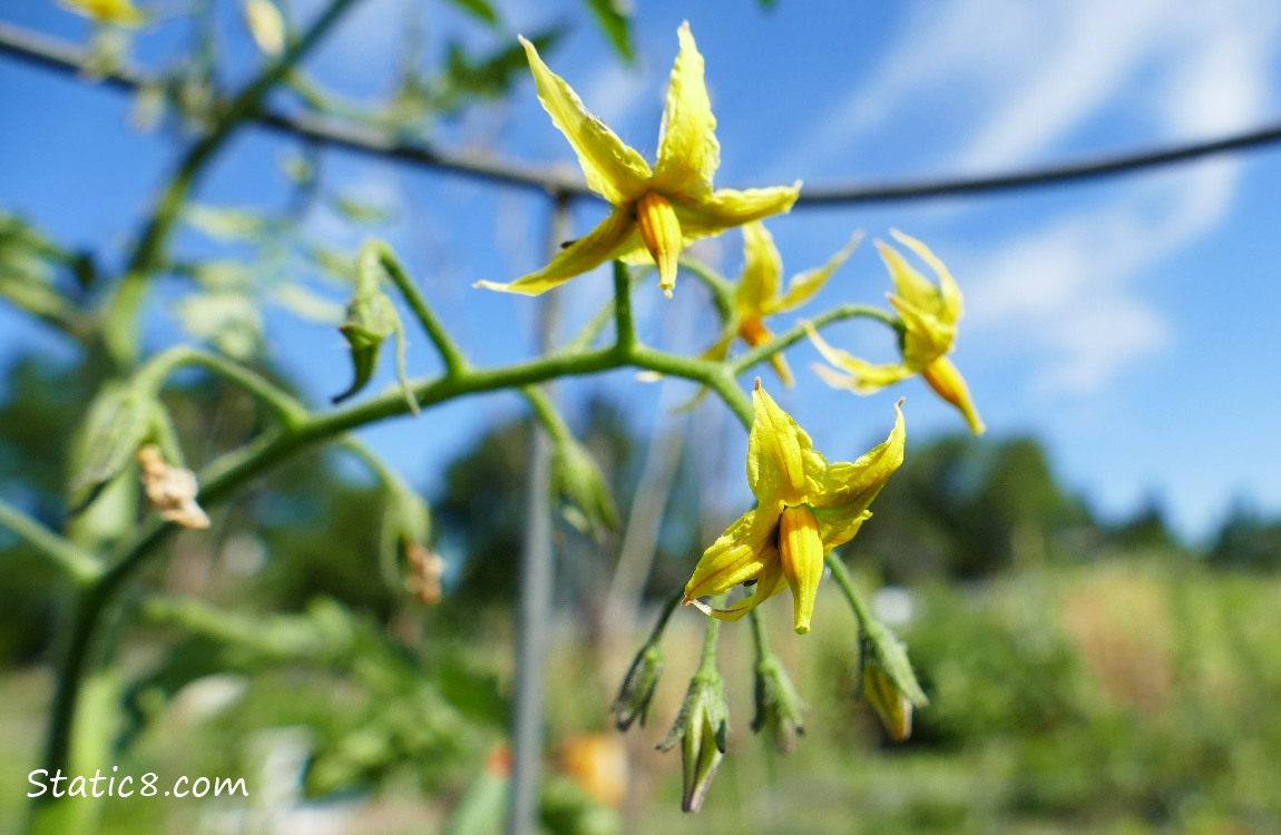 Tomato blossoms and blue sky