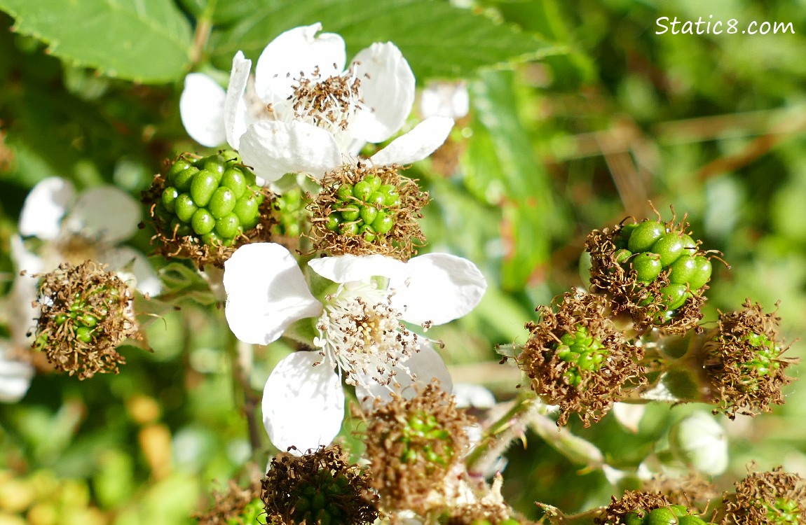 Himalayian Blackberry blossoms and fruit forming