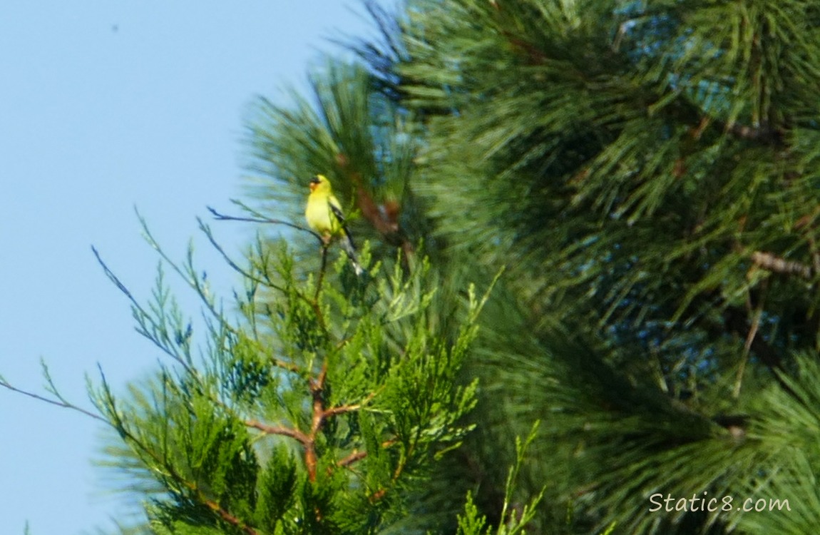Goldfinch standing in a pine tree