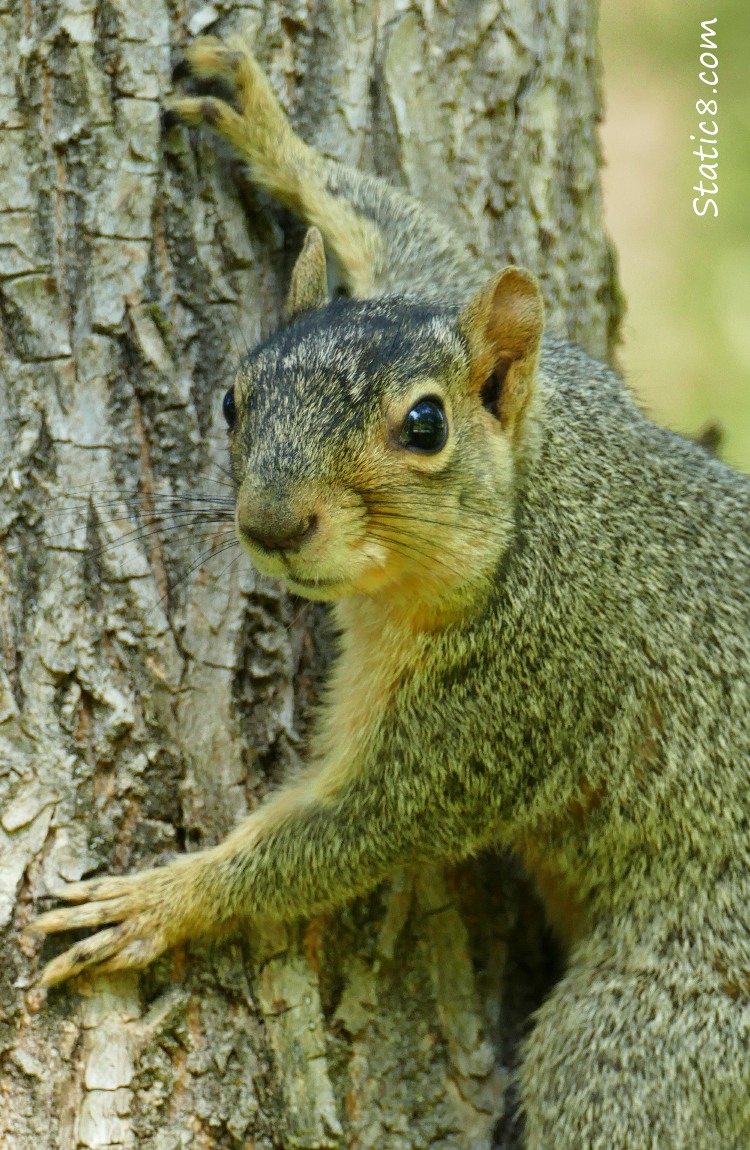 Eastern Fox Squirrel on a tree trunk