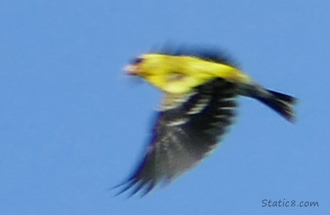 Blurry Goldfinch flying away