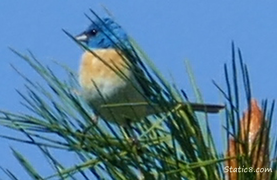 Lazuli Bunting standing in a pine tree