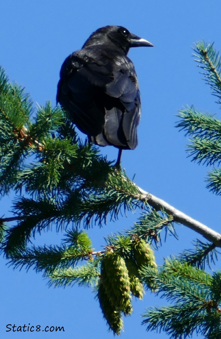 Crow standing on a fir tree branch