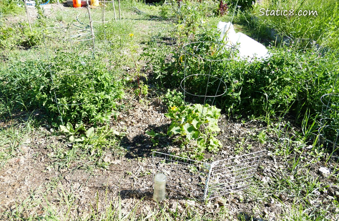 Garden plot, front right