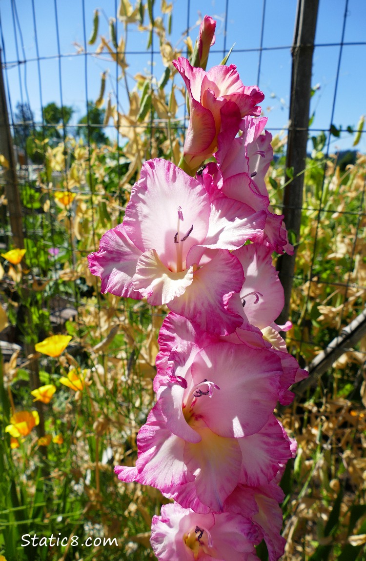pink Gladiolus