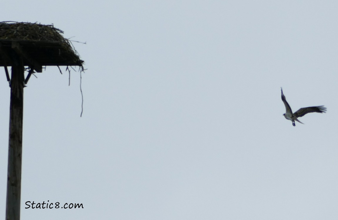 Osprey flying back to the nest platform