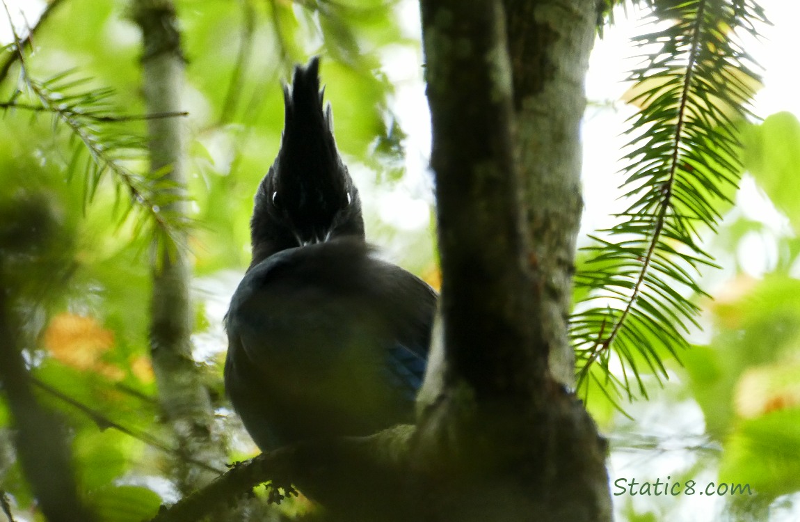 Funny angle of a Steller Jay