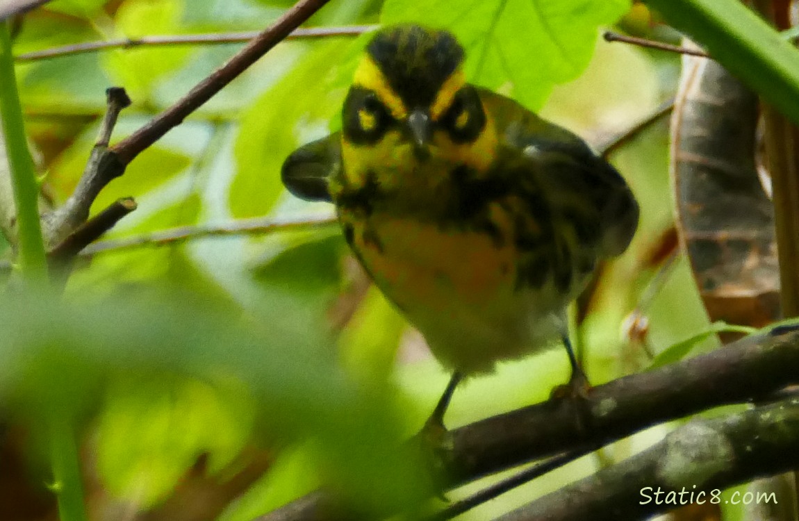 Townsend Warbler on a branch