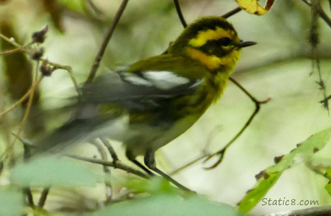 Townsend Warbler shaking his butt on a branch!